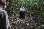 アフリカ熱帯林と先住民族ピグミー　森の人々の暮らしと伝統が壊れていく【先住民族研究会報告】　